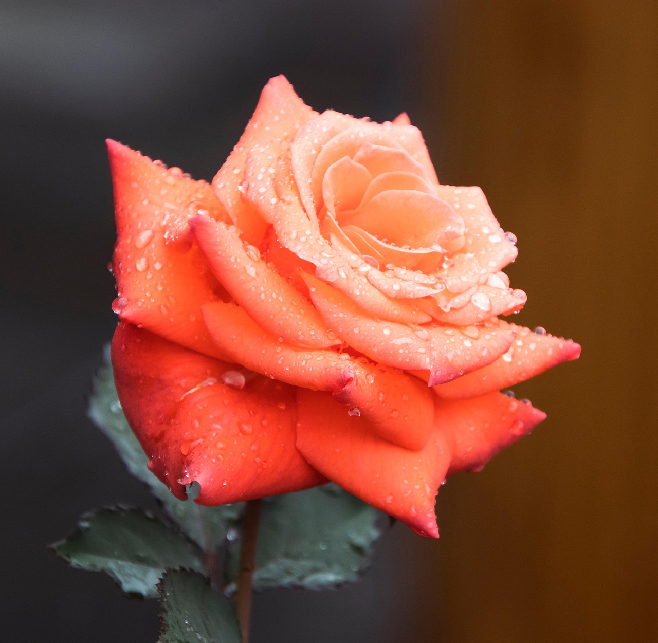 rose, orange rose, orange flower, flower, bloom, blossom, beautiful flowers, botany, flora, garden, flower background, rose flower, nature, dewdrops, flower wallpaper, water drops