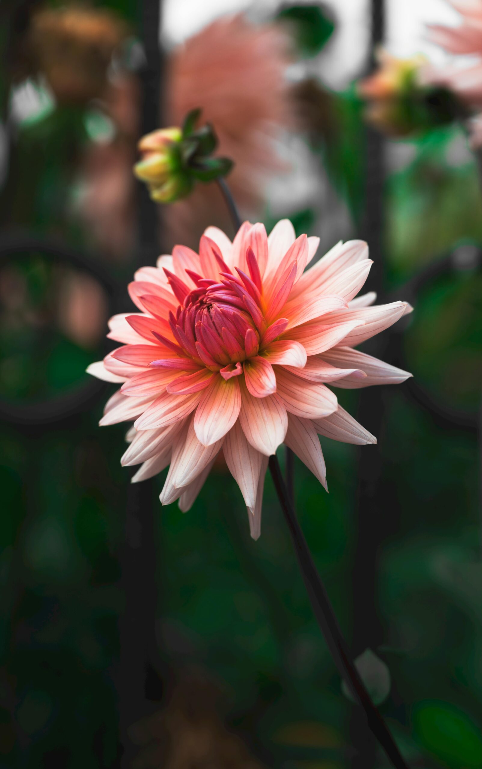 Beautiful close-up of a pink dahlia flower in full bloom with blurred green background.