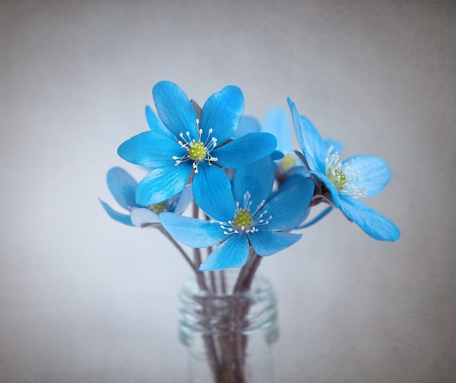 liverflower, blue, flower, nature, blue flower, beautiful flowers, blossoms, tender, spring flower, early bloomer, flower wallpaper, forest flower, flower background, vase, glass, deco, decoration