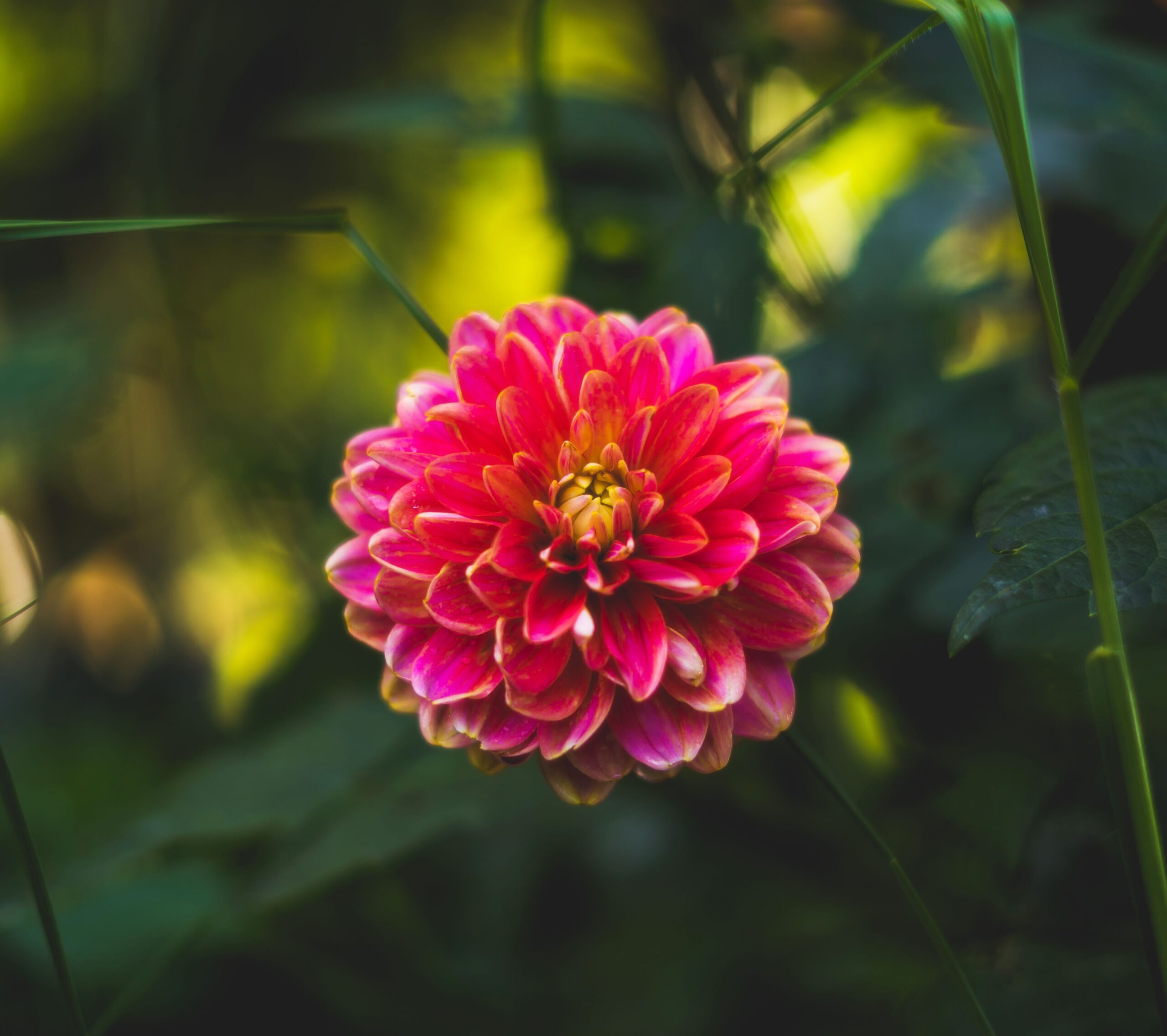Close-up of a vibrant pink dahlia in full bloom against a lush green background.